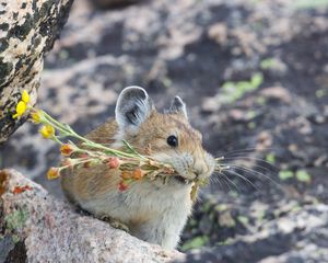 Preview wallpaper american pika, rodent, cute, funny, wildlife