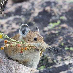 Preview wallpaper american pika, rodent, cute, funny, wildlife