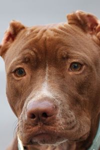 Preview wallpaper american pitbull, face, eyes, purebred dog