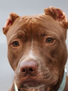 Preview wallpaper american pitbull, face, eyes, purebred dog