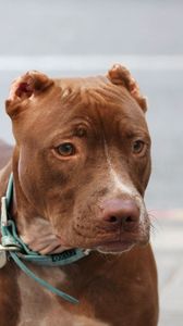 Preview wallpaper american pitbull, muzzle, leash, dog, collar