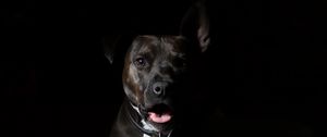 Preview wallpaper american staffordshire terrier, dog, muzzle, shepherd