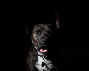 Preview wallpaper american staffordshire terrier, dog, muzzle, shepherd