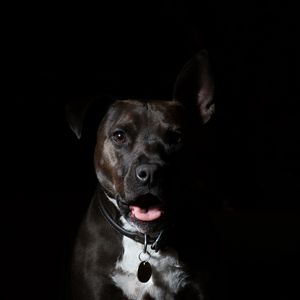 Preview wallpaper american staffordshire terrier, dog, muzzle, shepherd