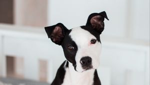 Preview wallpaper american terrier, terrier, puppy, dog