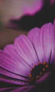 Preview wallpaper amesiella, flowers, petals, macro, purple