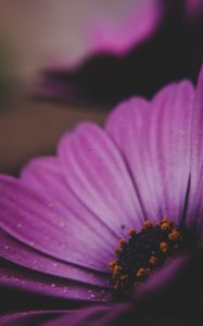 Preview wallpaper amesiella, flowers, petals, macro, purple