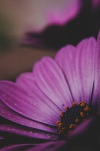 Preview wallpaper amesiella, flowers, petals, macro, purple