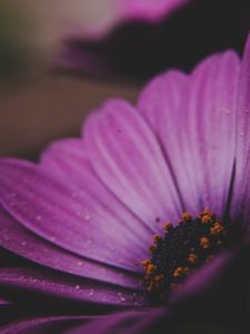 Preview wallpaper amesiella, flowers, petals, macro, purple