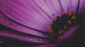 Preview wallpaper amesiella, flowers, petals, macro, purple