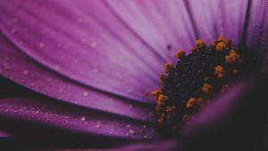 Preview wallpaper amesiella, flowers, petals, macro, purple