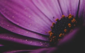 Preview wallpaper amesiella, flowers, petals, macro, purple