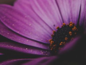 Preview wallpaper amesiella, flowers, petals, macro, purple