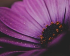 Preview wallpaper amesiella, flowers, petals, macro, purple