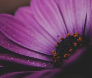 Preview wallpaper amesiella, flowers, petals, macro, purple