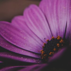 Preview wallpaper amesiella, flowers, petals, macro, purple