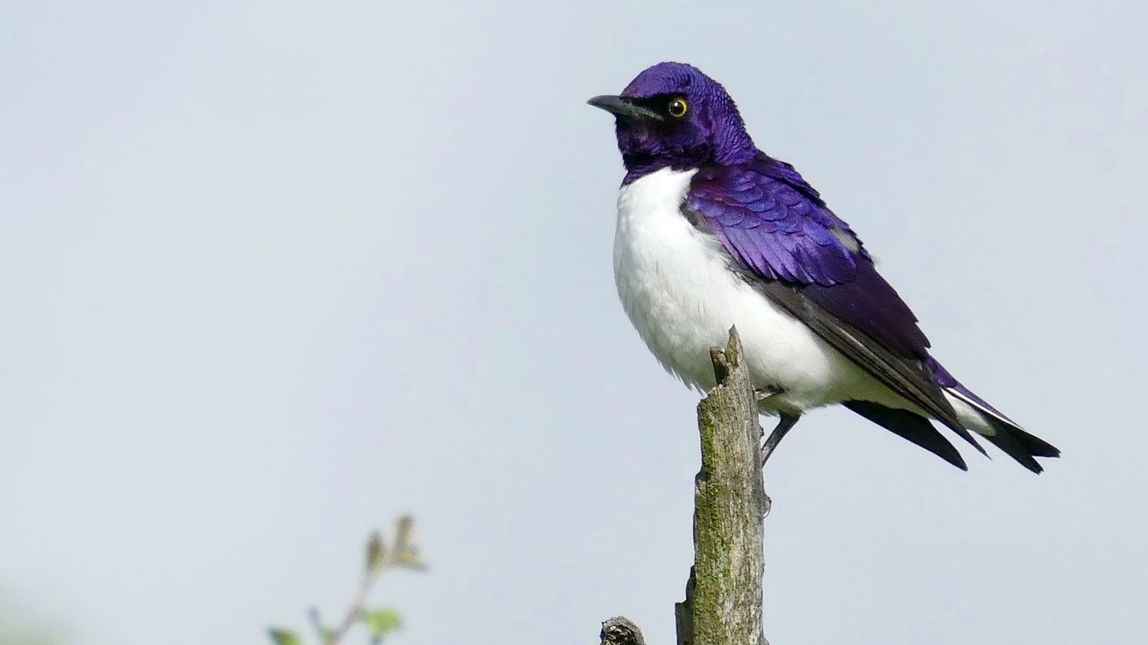 Wallpaper amethyst starling, starling, bird, purple, wildlife