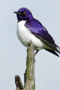 Preview wallpaper amethyst starling, starling, bird, purple, wildlife