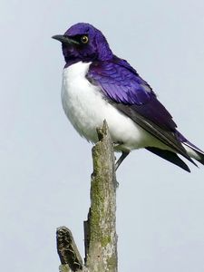 Preview wallpaper amethyst starling, starling, bird, purple, wildlife