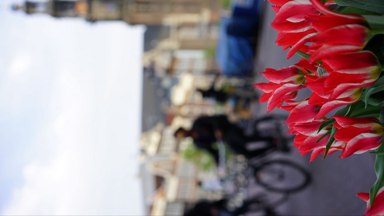 Wallpaper amsterdam, netherlands, tulips, bicycles