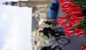 Preview wallpaper amsterdam, netherlands, tulips, bicycles