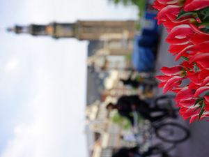 Preview wallpaper amsterdam, netherlands, tulips, bicycles