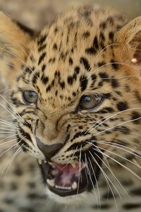 Preview wallpaper amur leopard, cub, cat, leopard, aggression, teeth