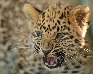 Preview wallpaper amur leopard, cub, cat, leopard, aggression, teeth