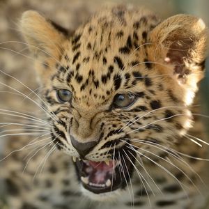 Preview wallpaper amur leopard, cub, cat, leopard, aggression, teeth