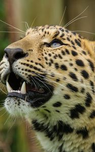 Preview wallpaper amur leopard, leopard, predator, snout, teeth