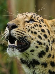 Preview wallpaper amur leopard, leopard, predator, snout, teeth