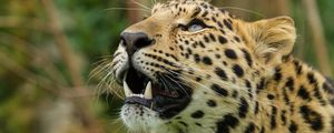 Preview wallpaper amur leopard, leopard, predator, snout, teeth