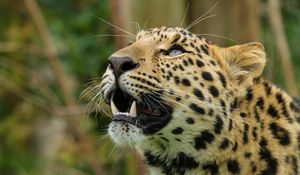 Preview wallpaper amur leopard, leopard, predator, snout, teeth