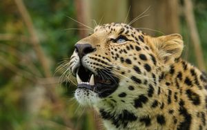 Preview wallpaper amur leopard, leopard, predator, snout, teeth