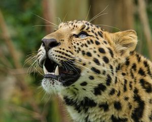 Preview wallpaper amur leopard, leopard, predator, snout, teeth