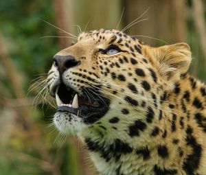 Preview wallpaper amur leopard, leopard, predator, snout, teeth