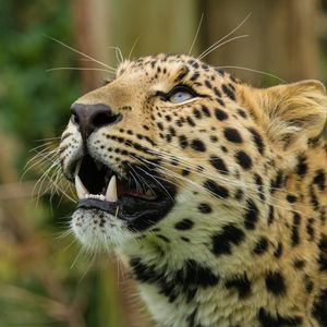 Preview wallpaper amur leopard, leopard, predator, snout, teeth