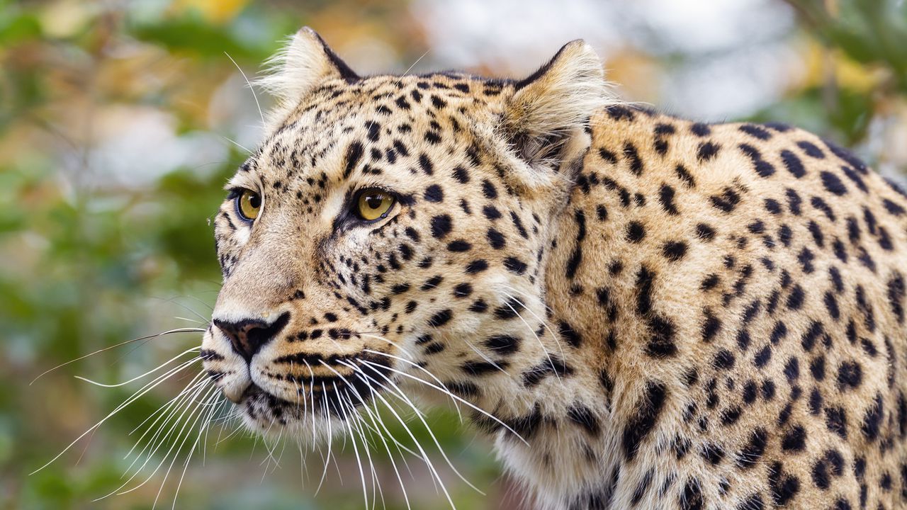 Wallpaper amur leopard, leopard, predator, animal, log