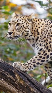 Preview wallpaper amur leopard, leopard, predator, animal, log