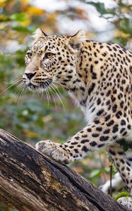 Preview wallpaper amur leopard, leopard, predator, animal, log