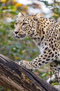 Preview wallpaper amur leopard, leopard, predator, animal, log