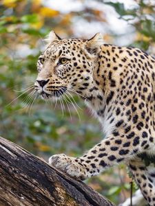 Preview wallpaper amur leopard, leopard, predator, animal, log