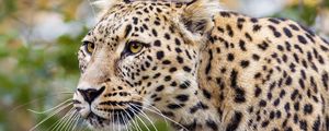 Preview wallpaper amur leopard, leopard, predator, animal, log