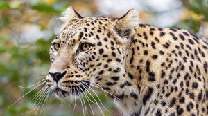 Preview wallpaper amur leopard, leopard, predator, animal, log