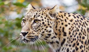 Preview wallpaper amur leopard, leopard, predator, animal, log