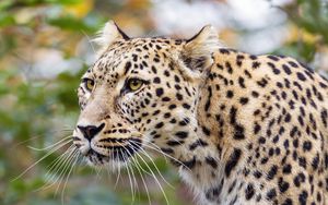 Preview wallpaper amur leopard, leopard, predator, animal, log