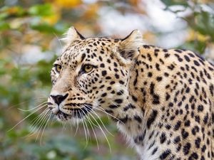 Preview wallpaper amur leopard, leopard, predator, animal, log