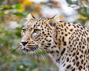 Preview wallpaper amur leopard, leopard, predator, animal, log