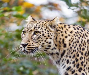 Preview wallpaper amur leopard, leopard, predator, animal, log