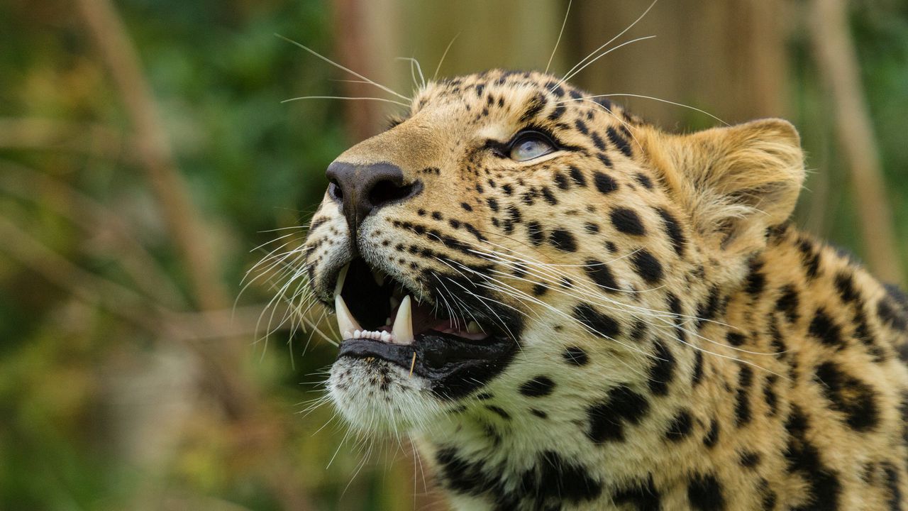 Wallpaper amur leopard, leopard, predator, snout, teeth hd, picture, image